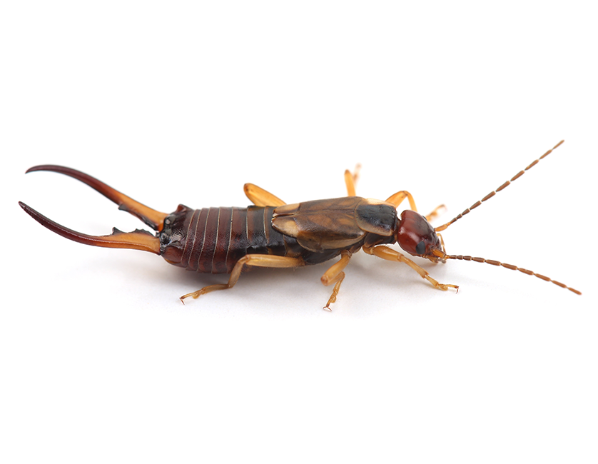 Earwig pest control services image