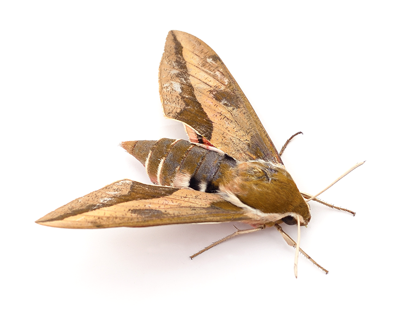 Closeup moth integrated pest management