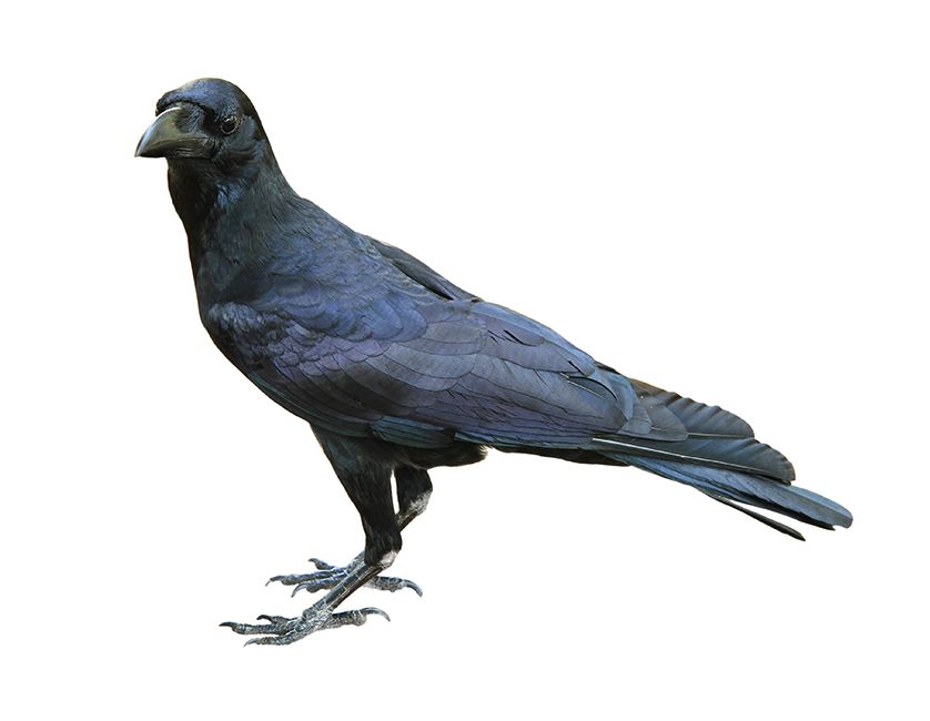 Black bird pest control image