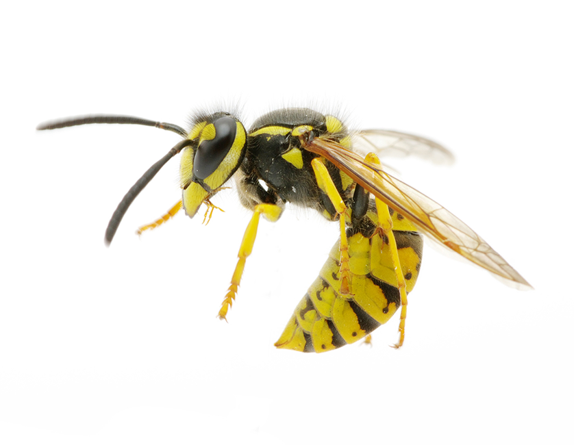 Close-up yellow black wasp