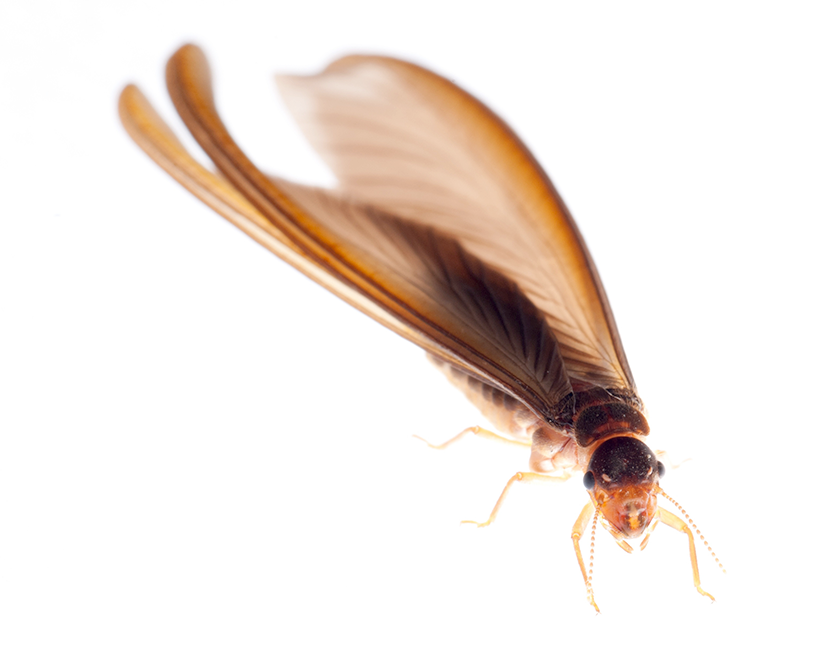 Flying termite pest control insect