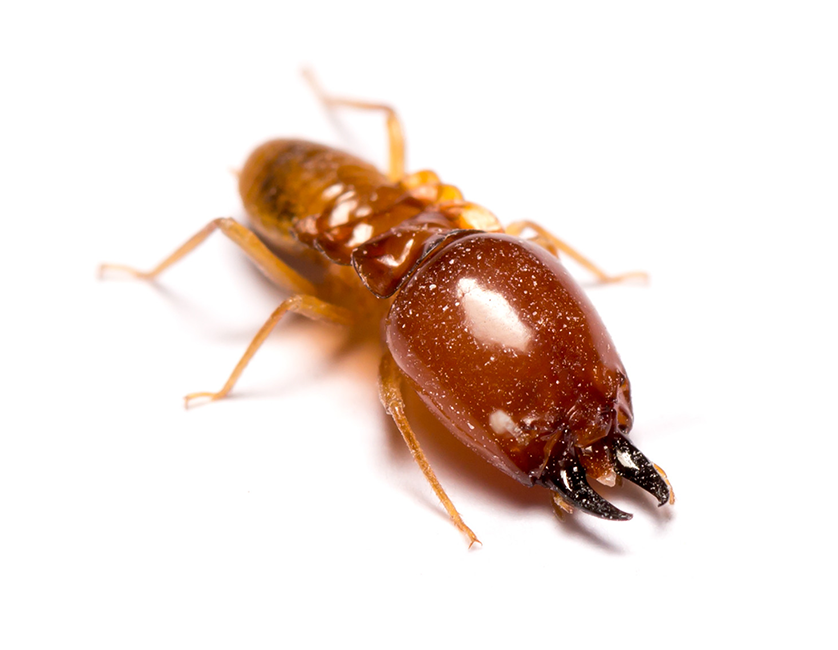 Termite close-up pest control