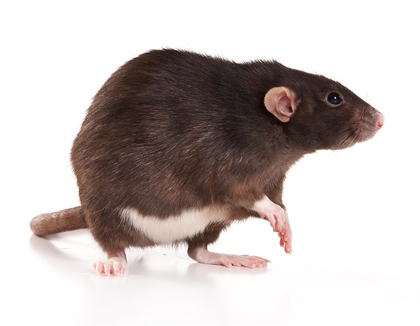 Rat pest control services website