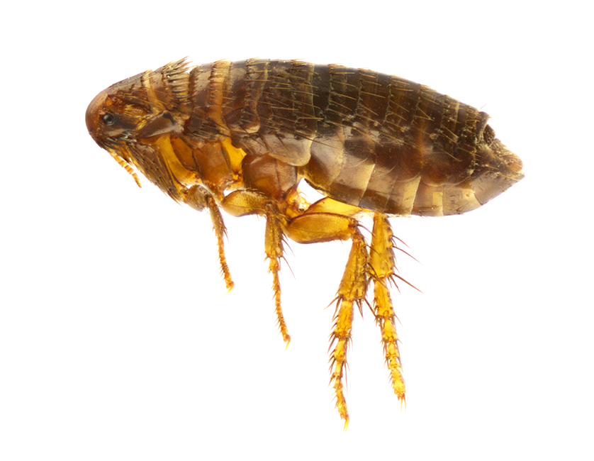 Close-up of a flea