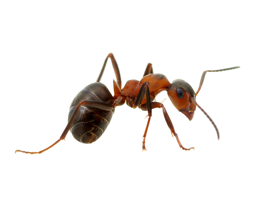 Close-up of house ant