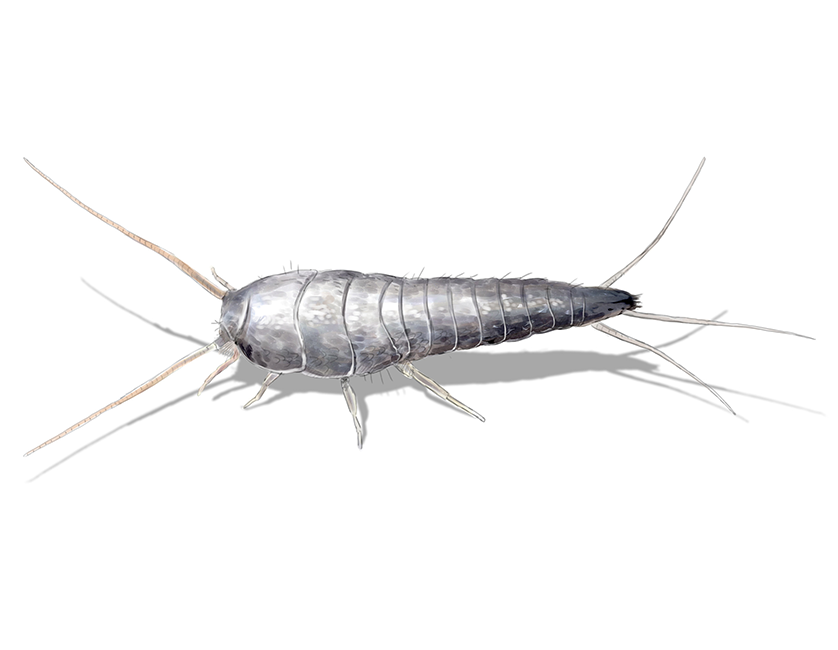 Silverfish pest control services image